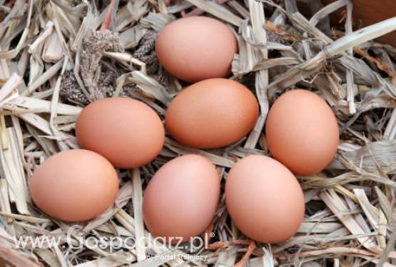 Niemcy – Pasza  z zawartością dioksyny, ale na szczęście w małej ilości