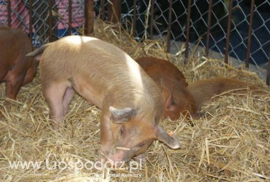 Krajowe ceny zbytu mięsa