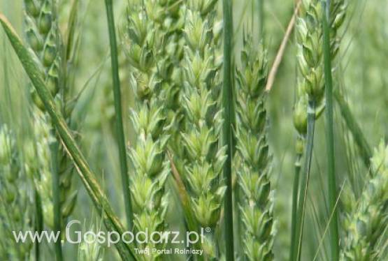 Rosja – Rekordowy eksport pszenicy