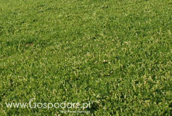 12 mln zł za działkę w Płońsku