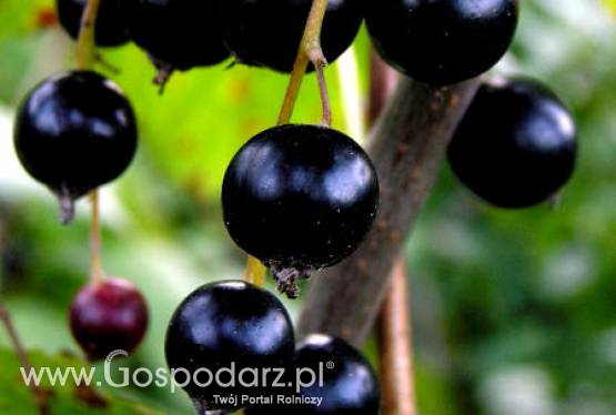 Prognoza tegorocznych zbiorów owoców i warzyw w Polsce