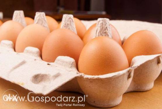 10 000 jajek tygodniowo