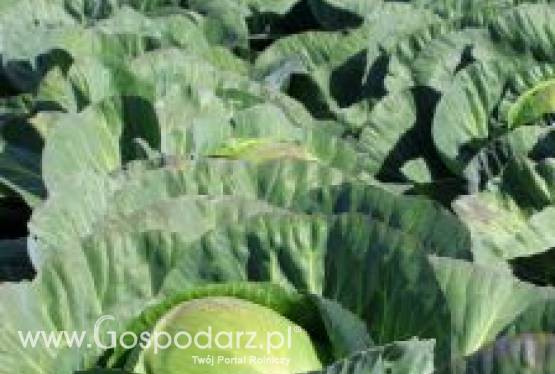 Ceny za kapustę w górę cebuli w dół