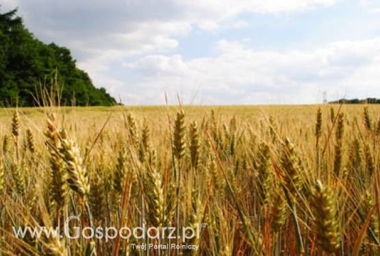 Kalkulacje kosztów produkcji