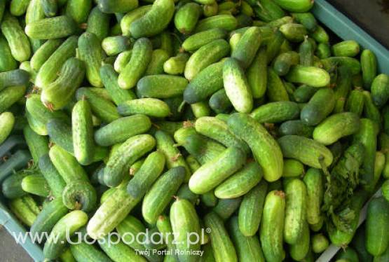 Hiszpania – Wzrost eksportu warzyw