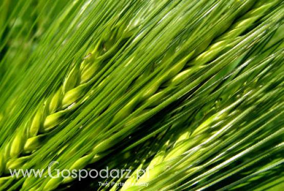 Ukraina - Przewiduje się lepsze zbiory zbóż