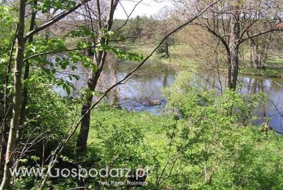 Oddam w dzierżawę 20 ha gruntow rolnych