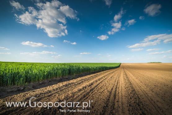 Przyjmę w dzierżawę ziemię orną