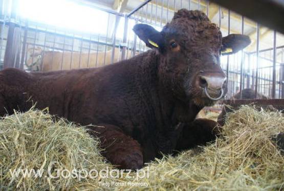 Ceny żywca krajowego