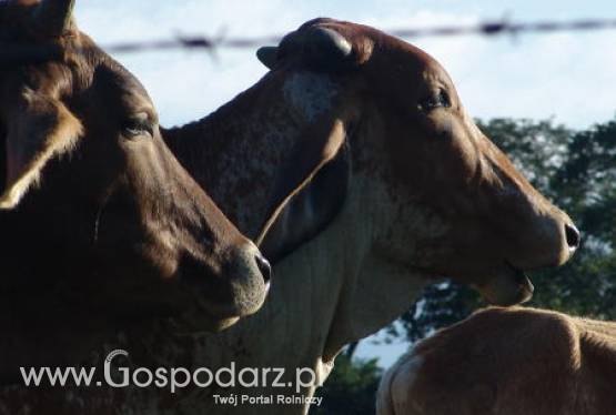Brazylia - Wzrosną ceny bydła