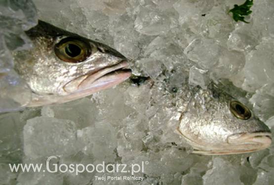 Oświadczenie w sprawie kar za połowy dorsza w 2007 r.