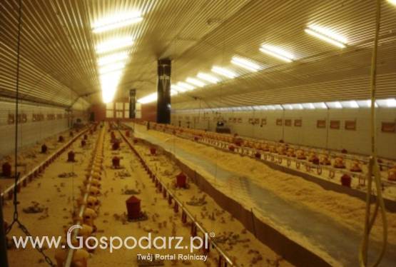 Wyposażenie budynków inwentarskich do odchowu indyków