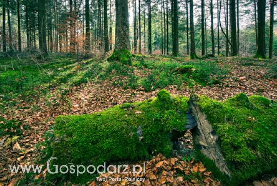 Już czas na złożenie wniosków o wypłatę wsparcia na grunty zalesione w ramach PROW 2007 -2013