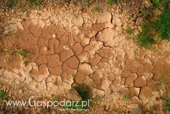 Francja: Rolnicy poszkodowani przez susze mogą liczyć na pomoc wojska