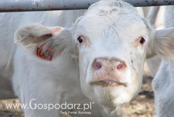 Spadek importu wołowiny przez kraje Unii Europejskiej