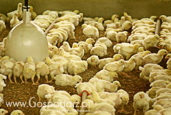 Chiny – Powrót ptasiej grypy