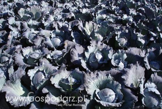 Sprzedam kapustę czerwoną