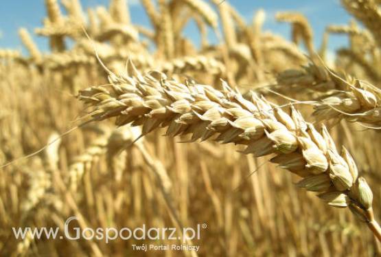 Ceny zbóż i oleistych na giełdach światowych–14.09.2011