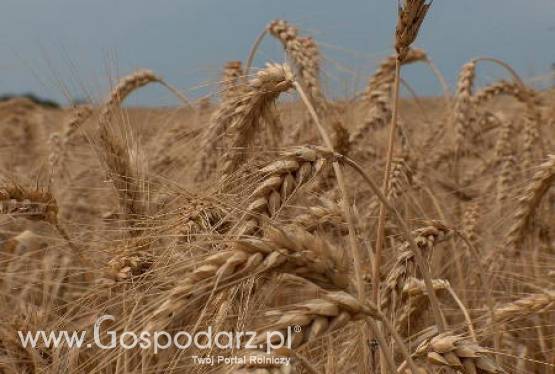 Notowania zbóż na giełdach światowych - 14.02.2012