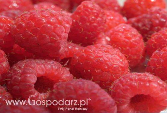 Rynek owoców miękkich - nowelizacja przepisów