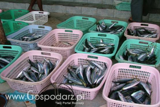 Zakaz połowów śledzi