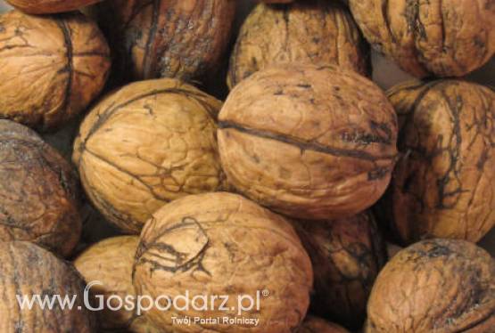 Chile – Wzrost produkcji orzechów włoskich