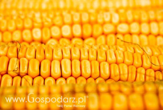 Ceny zbóż na giełdach światowych –21.02.2012