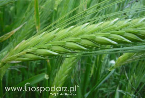 Ceny zbóż na giełdach światowych –19.04.2012