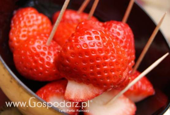 Na Warmii i Mazurach nie ucierpiały maliny i truskawki