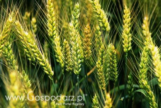 Ceny zbóż i oleistych na giełdach światowych–13.09.2011