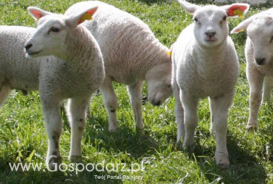 Od 15 marca br. można składać w ARiMR wnioski o przyznanie płatności bezpośrednich, ONW i rolnośrodowiskowych za 2011 r.