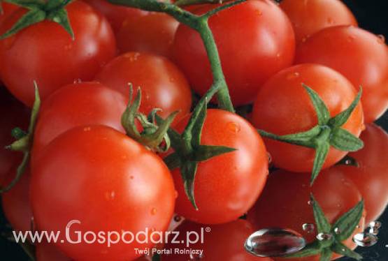 Ukraina – Większe zbiory pomidorów przemysłowych