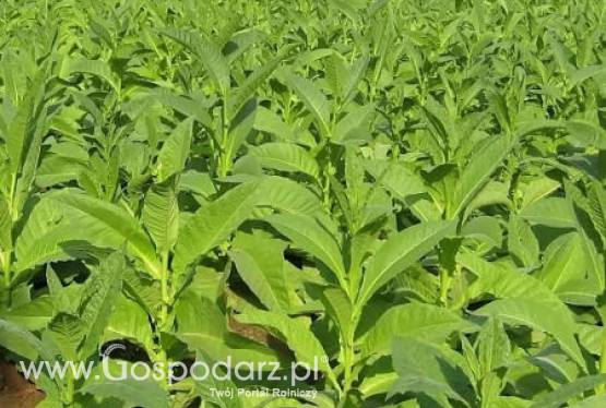 Plantatorzy tytoniu liczą, że w 2012 roku znajdą się dla nich środki