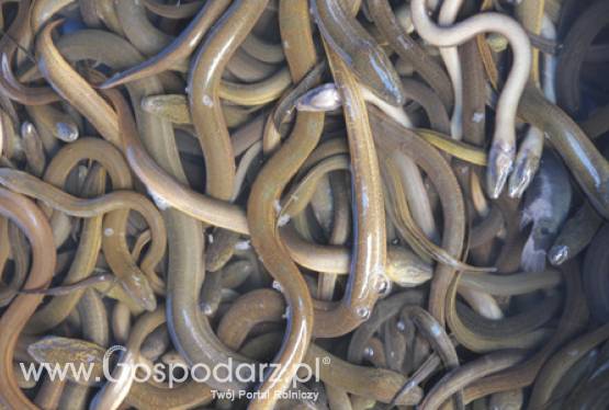 Węgorz z probówki - wielki sukces ichtiologów z Kortowa sfinansowany przez ARiMR z PO Ryby 2007-2013