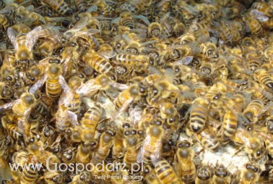 Zakaz uprawy kukurydzy GMO z powodu pszczół?