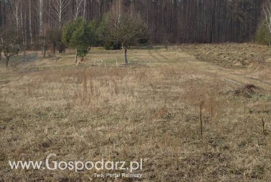 Działka budowlana w okolicach Częstochowy 30 ar