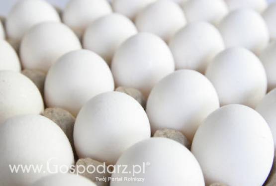 Wiejskie jajka są najczęściej nie przebadane