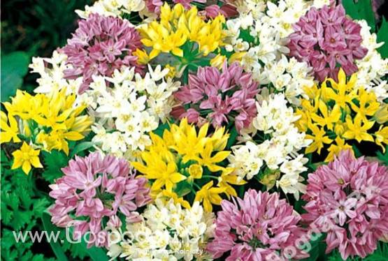 Cebule kwiatowe lilie,dalie,begonie,frezje,czosnki ozdobne,mieczyki,