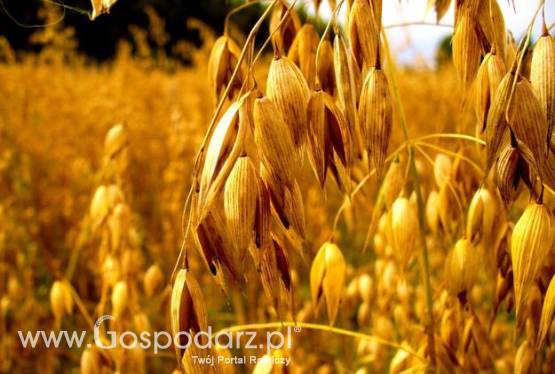 kupię owies  owies ekologiczn