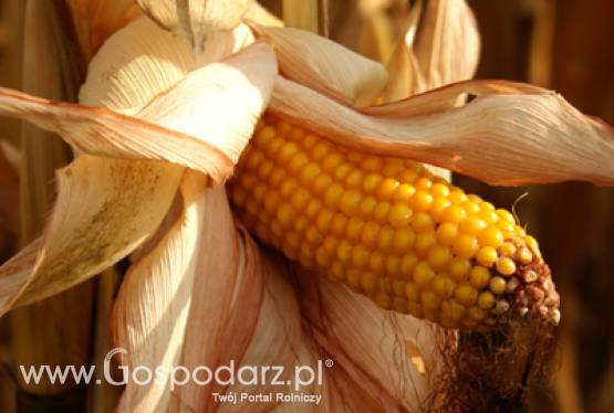 Orlen wprowadza na rynek paliwo Bio 85