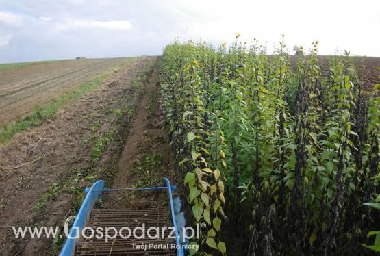 topianmbur do kosupcji  i na sadzeniaki