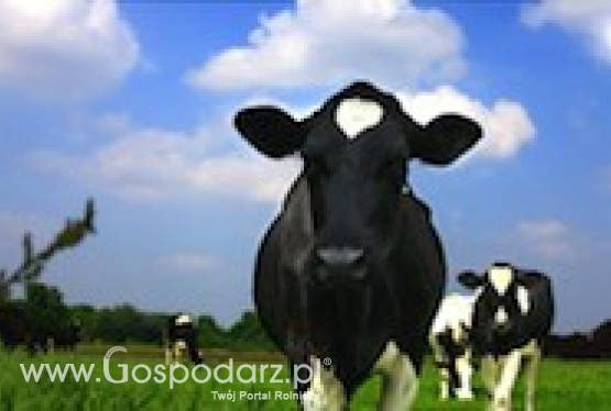 Korekcja i leczenie schorzeń racic