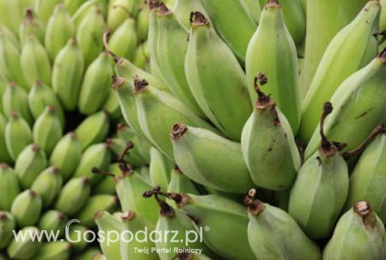 Unia Europejska zniesie licencje importowe dla bananów