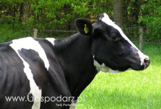 Komisja Europejska chce wprowadzić elektroniczne identyfikatory dla bydła