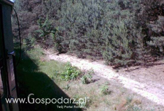 Sprzedam las- Kodrąbek