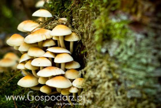 Nabór wniosków - zalesianie