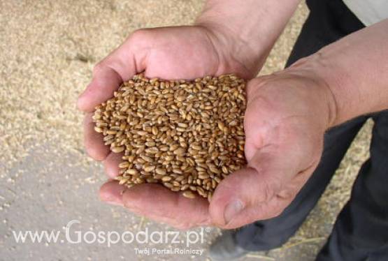 Stabilne ceny pszenicy mają utrzymać się  do końca sezonu