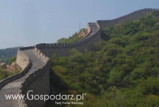 Chiny – Wzrósł import serwatki