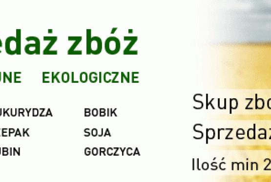 skup zboża, kukurydzy, rzepaku, łubinu