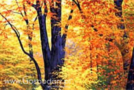 X PIOTRKOWSKIE TARGI OGRODNICZE „Pamiętajmy o ogrodach”